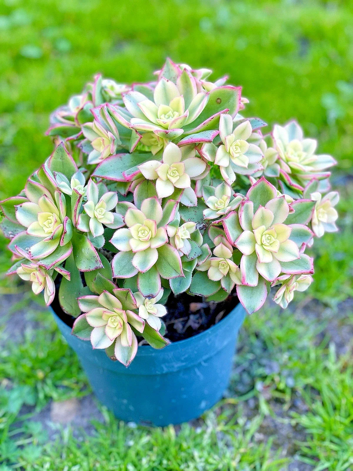 Aeonium 'Kiwi' Variegated Succulent Cutting – Rare Live Plant, Indoor Garden Decor, 2-3 Inches, Rosette-Forming, Easy Care