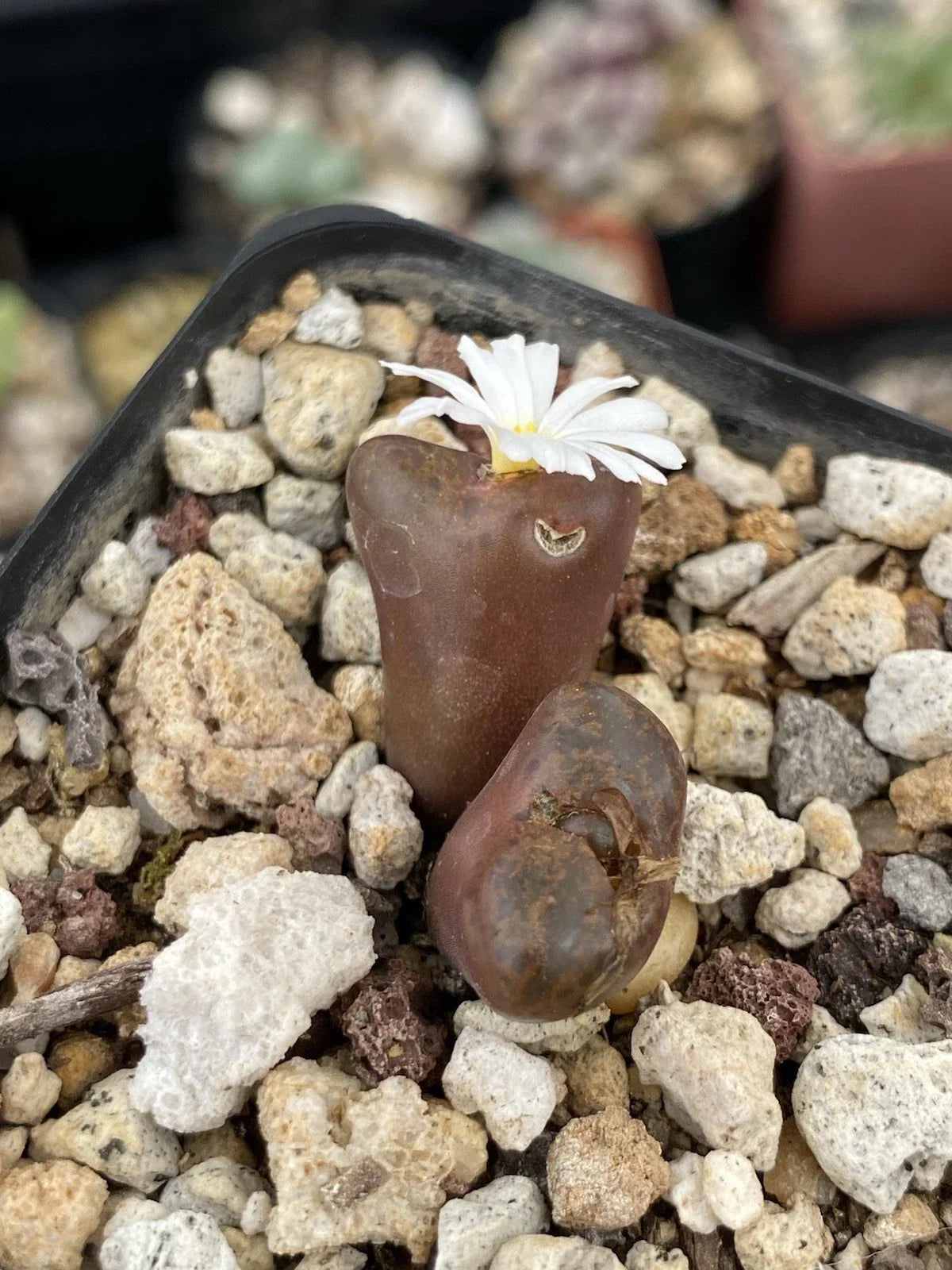 Conophytum Pellucidum Pardicolor Live Succulent Plant in 2" Pot with White Flowers, Deep Brown Color, Cactus