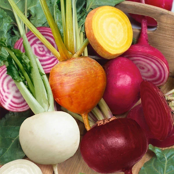 Rainbow Mix Beet Seeds - 4 Species, Colorful Varieties, Beta vulgaris, Easy to Grow, Perfect for Gardens and Cooking