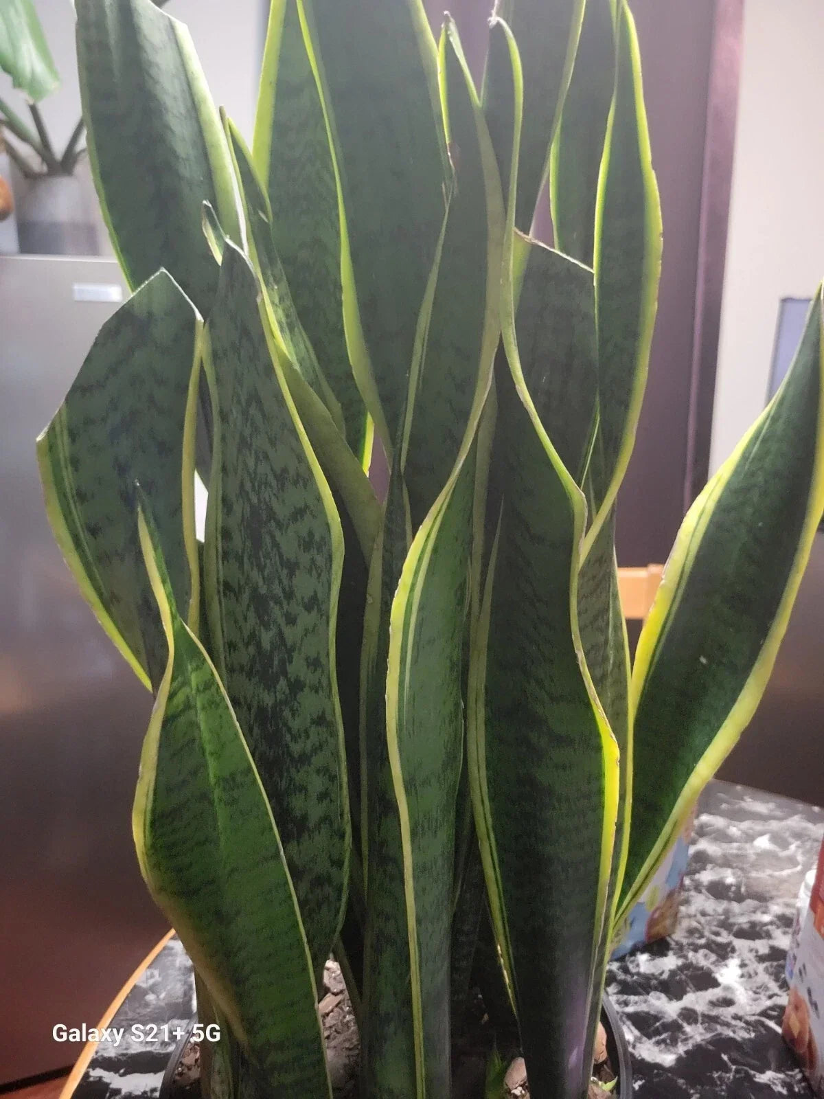 Variegated Snake Plant in 6" Pot | Sansevieria laurentii | Live Indoor Plant with Yellow Edges
