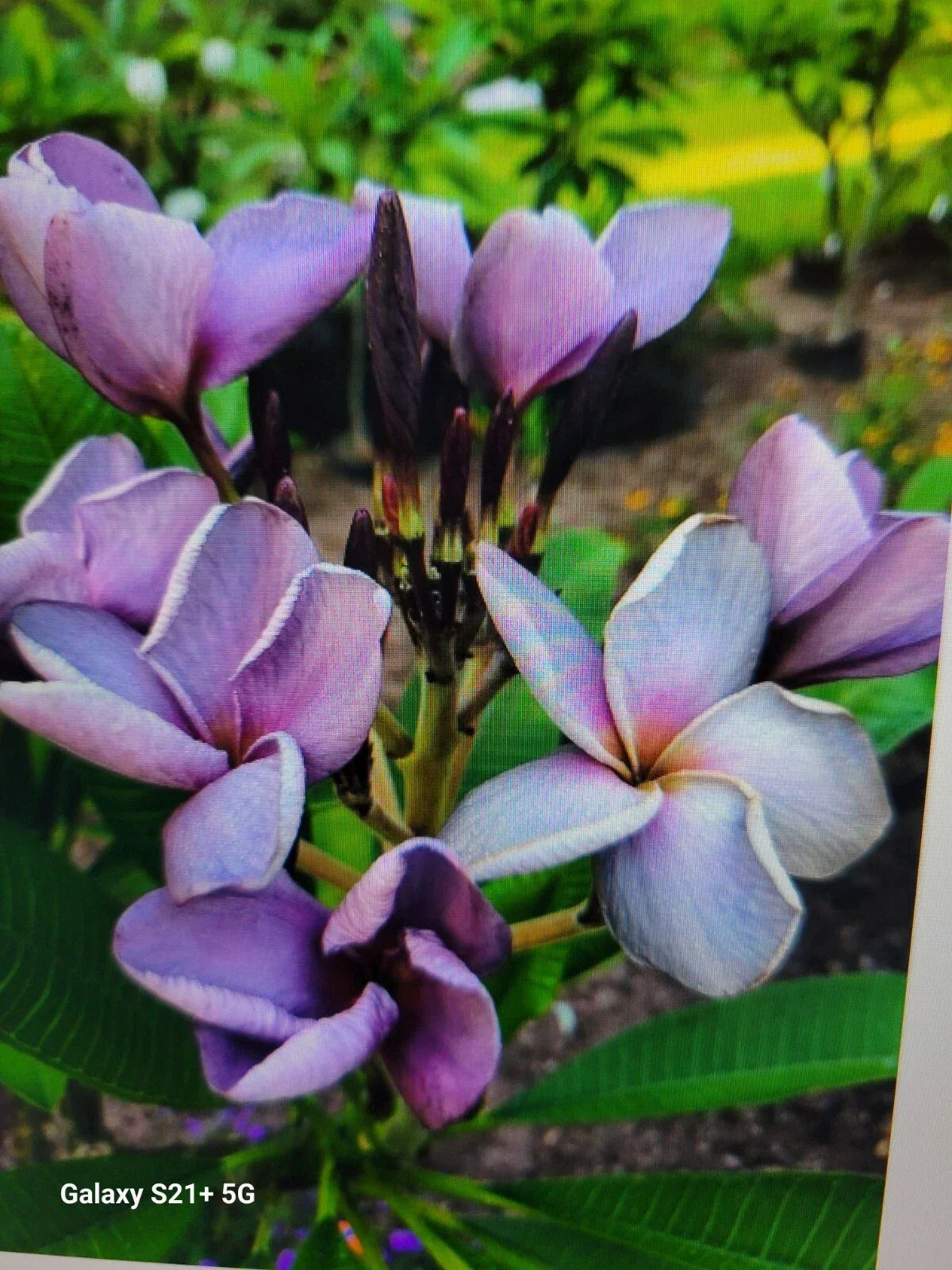 Purple Plumeria Plant in 3-Inch Pot | Live Rooted Frangipani from Seeds | Tropical Flowering Shrub | Plumeria rubra