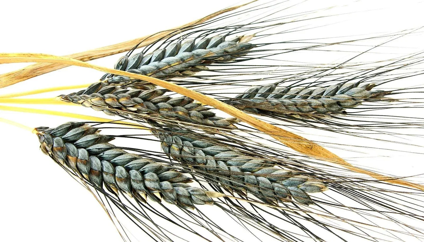 Einkorn Wheat Seeds - 200+ Organic Non-GMO Heirloom Triticum monococcum for Home Gardening