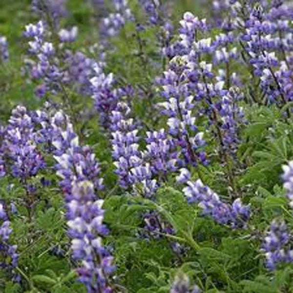 Arroyo Lupine Seeds Pack of 500 | Purple Flowers | Lupinus succulentus Wildflower Seeds for Garden, Pollinator Attracting, Easy to Grow