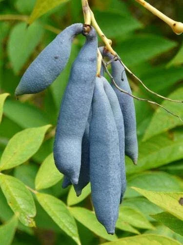Blue Bean Plant Seeds - 15 Count - Exotic Blue Sausage Fruit (Vigna unguiculata)