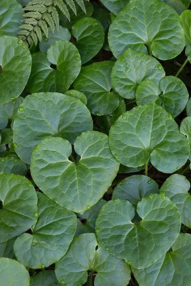 Wild Ginger Bare-root Plant | Asarum canadense | Shade Tolerant Deer Resistant Ground Cover
