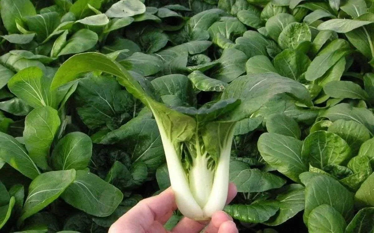 Pak Choi Seeds - Organic Dwarf White Stem Brassica rapa - Non-GMO Heirloom Vegetable Seeds for Home Gardening