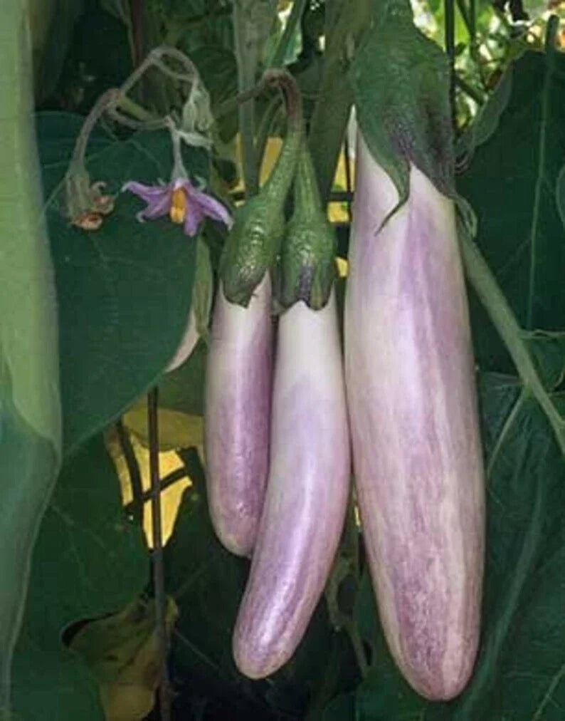Bride Eggplant Seeds - Organic Non-GMO Heirloom Solanum melongena Vegetable Seeds, 40 Pack for Home Garden