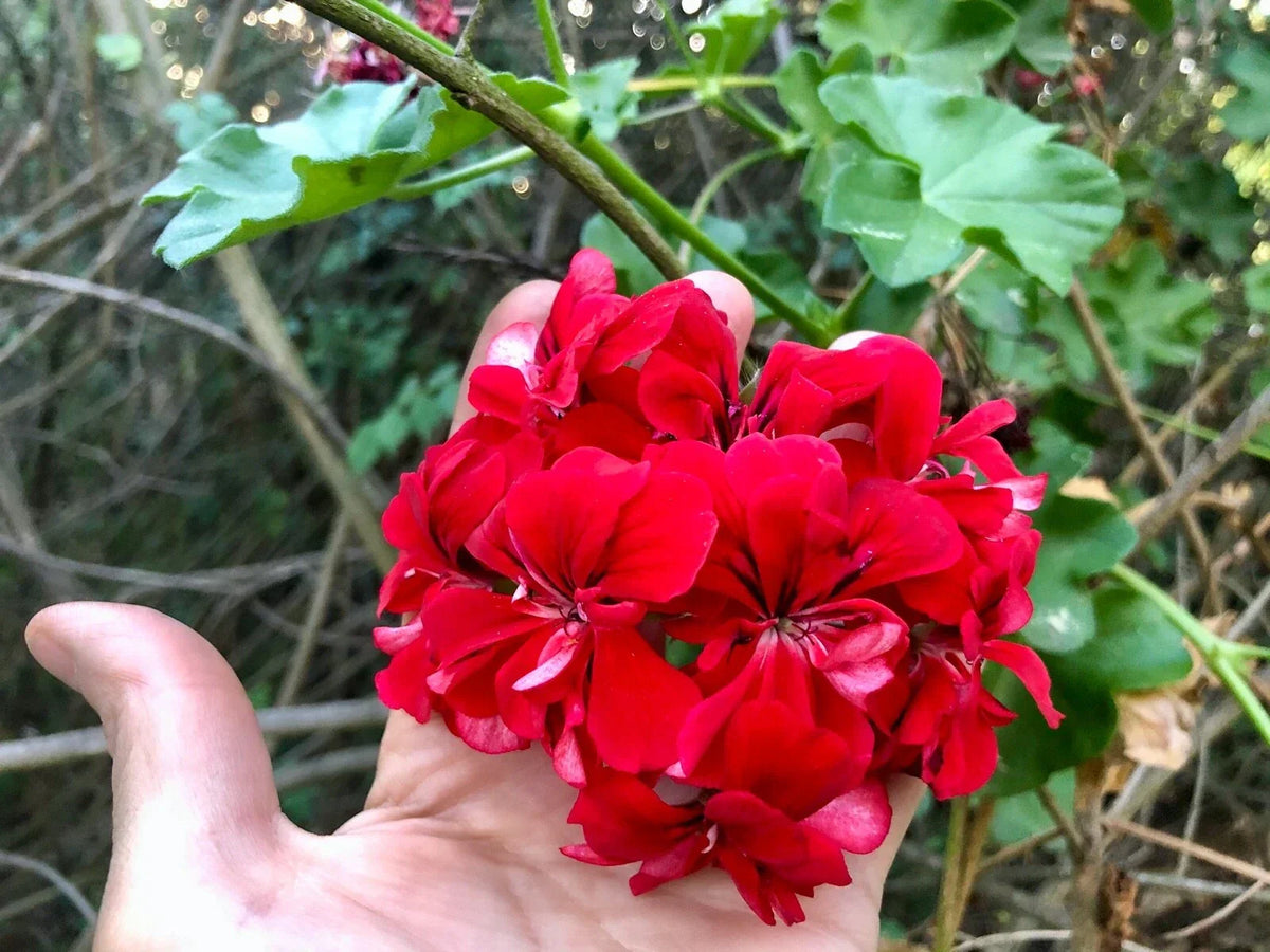 Vivid Red Pelargonium Peltatum Ivy Geranium Live Plant Starter Cuttings – Trailing, 3 x 6" Indoor Outdoor
