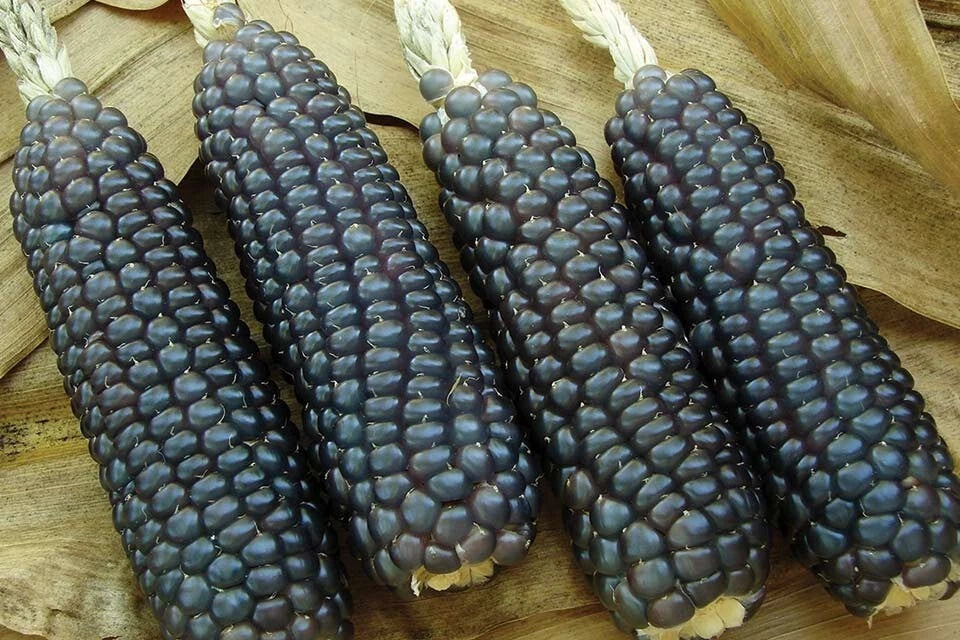 Hopi Blue Corn Seeds - Heirloom Organic Non-GMO Zea mays - Vibrant Blue Corn for Cooking & Gardening
