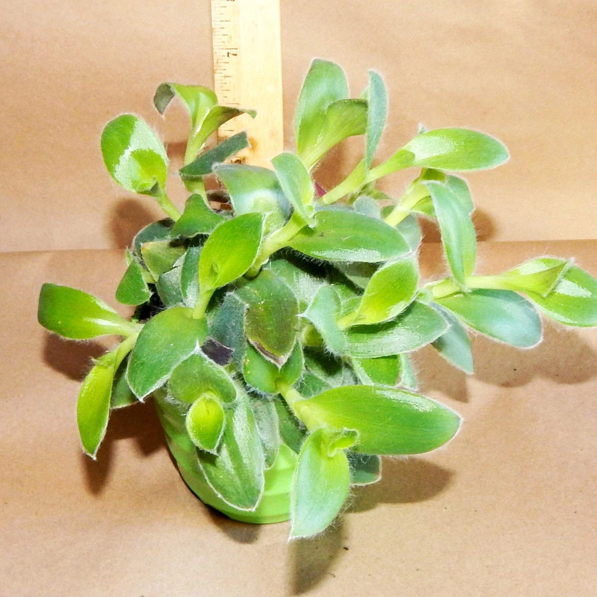 Fuzzie Bunny Bellies Live Plant - 8 Fully Rooted Peperomia Vines for Indoor Decor - Houseplant, Trailing, Low Maintenance
