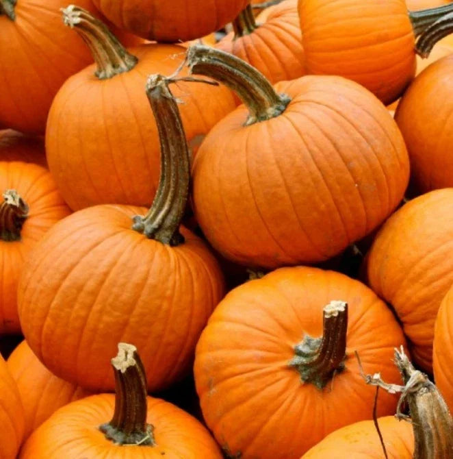 Small Sugar Pumpkin Seeds - Heirloom, Stringless, Non-GMO for Canning & Pies - Cucurbita pepo, Compact Vine, Organic Gardening