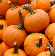 Small Sugar Pumpkin Seeds - Heirloom, Stringless, Non-GMO for Canning & Pies - Cucurbita pepo, Compact Vine, Organic Gardening