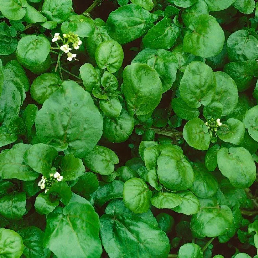Watercress Seeds - Heirloom NON-GMO Nasturtium officinale for Fresh Garden, Water Gardening & Salad Greens