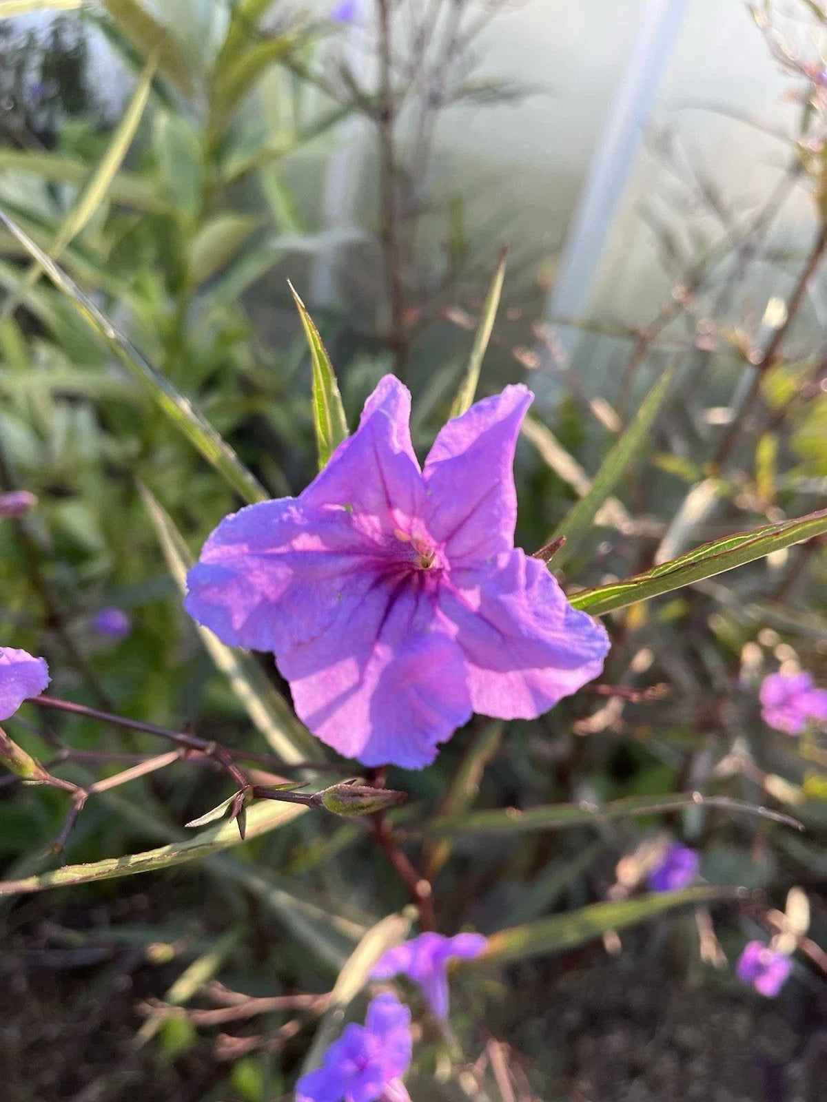 Flowering Mexican Petunia Cuttings - 12 Unrooted Stems - Purple Flowers - Ruellia simplex - Hardy Garden Plants