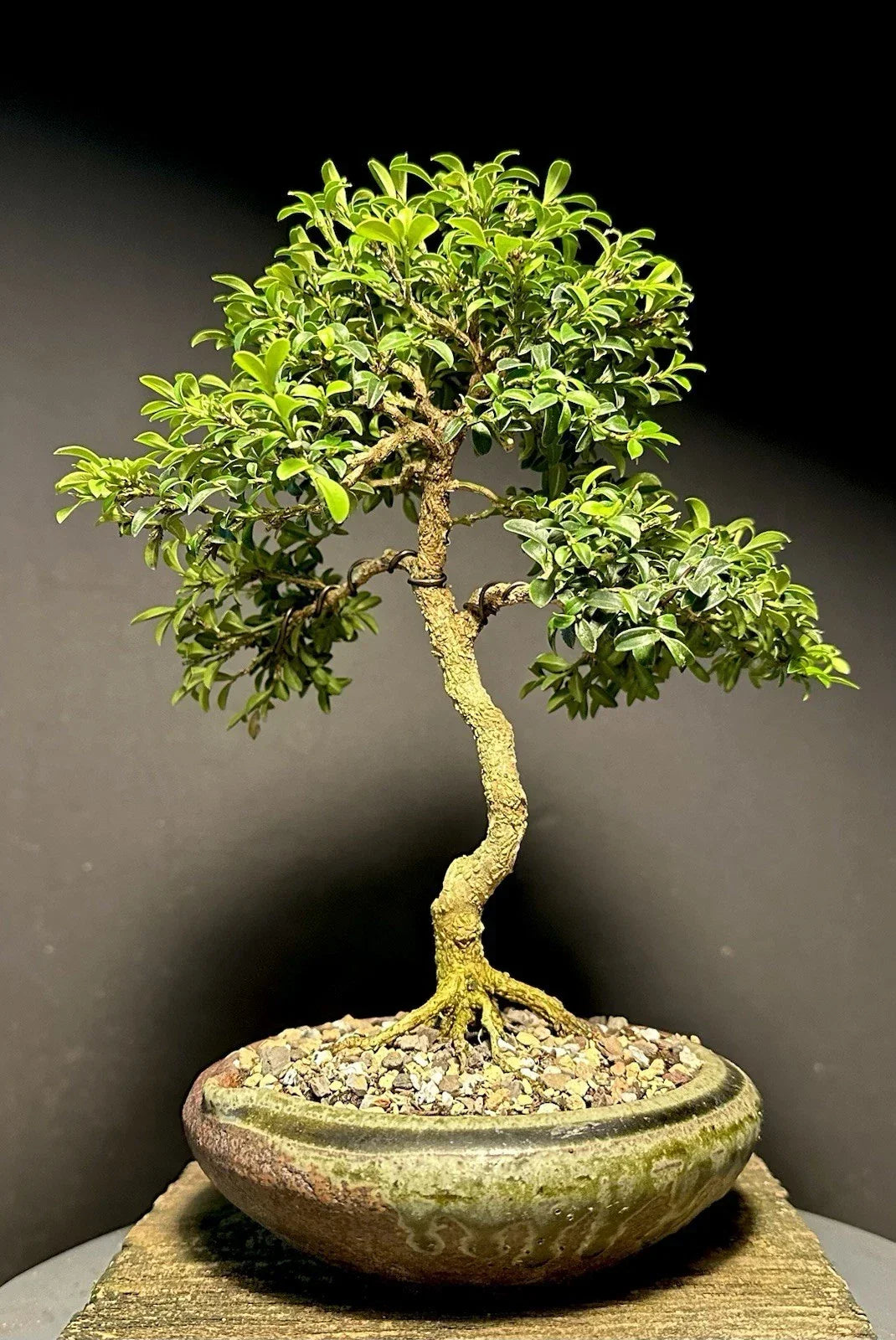 Mame Bonsai Tree 9" Kingsville Boxwood Buxus microphylla var. japonica in Japanese Pot