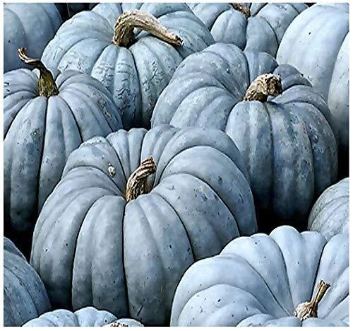 Jarrahdale Blue Pumpkin Seeds | 20 Seeds | Cucurbita Maxima | 6-10 lbs
