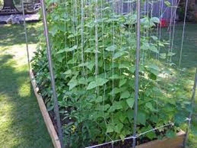 Kentucky Wonder Pole Bean Seeds – Heirloom Climbing Bean, Phaseolus vulgaris, 50 Seeds