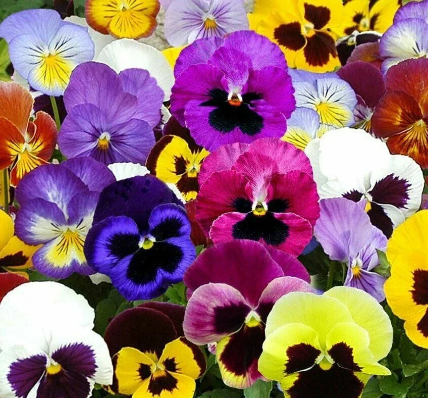 Pansy Seeds - Swiss Giant Mix, Viola tricolor var. hortensis, Hardy Biennial Flower, 60+ Seeds for Garden, Borders & Containers