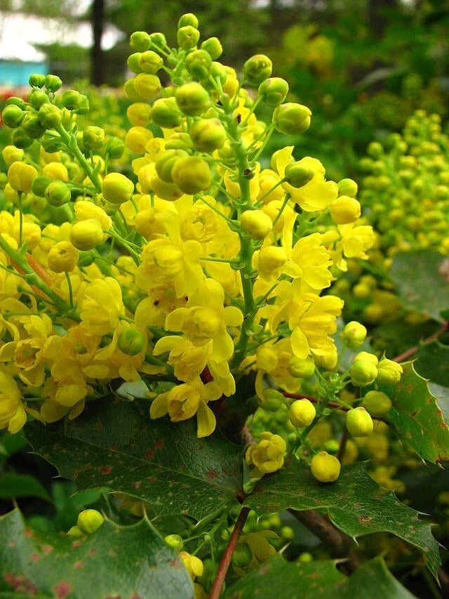Oregon Grape Holly Seeds 50 Count - Mahonia aquifolium Native Wildflower USA Seller
