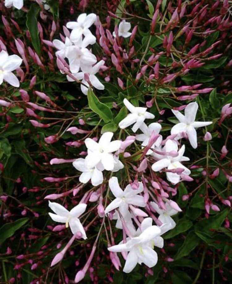 Pink Star Jasmine Cuttings - 5 Fragrant Trachelospermum jasminoides Plant Propagation Material