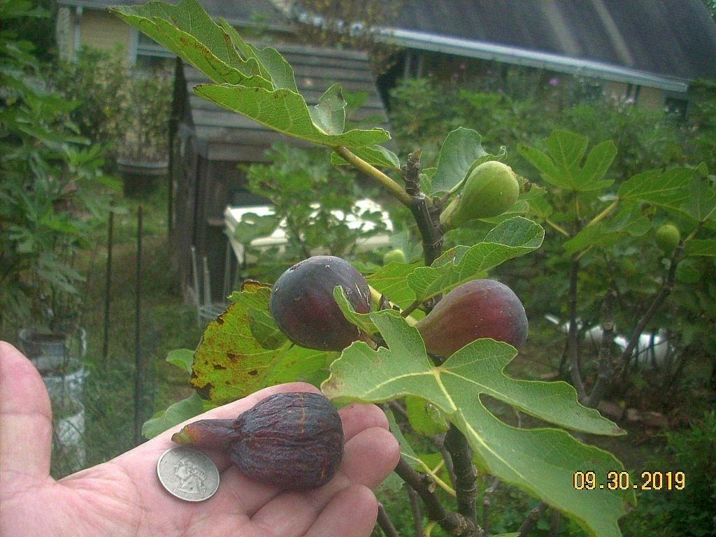 Fig Tree Cuttings - 6 Pcs Col de Dame Noire Ficus carica Rain Resistant Fruit Plant for Garden