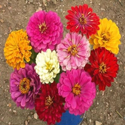 California Giant Zinnia Seeds - Bulk 270 Pack, Colorful Dahlia-Style Flowers, Zinnia elegans, Annual for Garden Beds & Borders