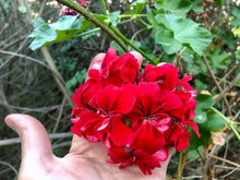 Vivid Red Pelargonium Peltatum Ivy Geranium Live Plant Cuttings – Trailing, Container, Hanging Basket, Full Sun