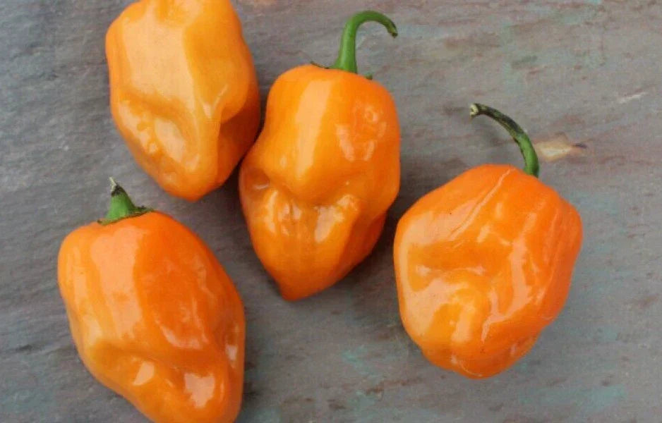 Super-Hot Orange Habanero Pepper Seeds - 25 Capsicum chinense Seeds for Spicy Flavor