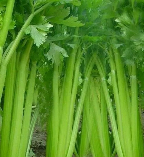 Tall Utah Celery Seeds – Non-GMO Vegetable Seeds for Salad & Soup, Apium graveolens, 1000+ Seeds