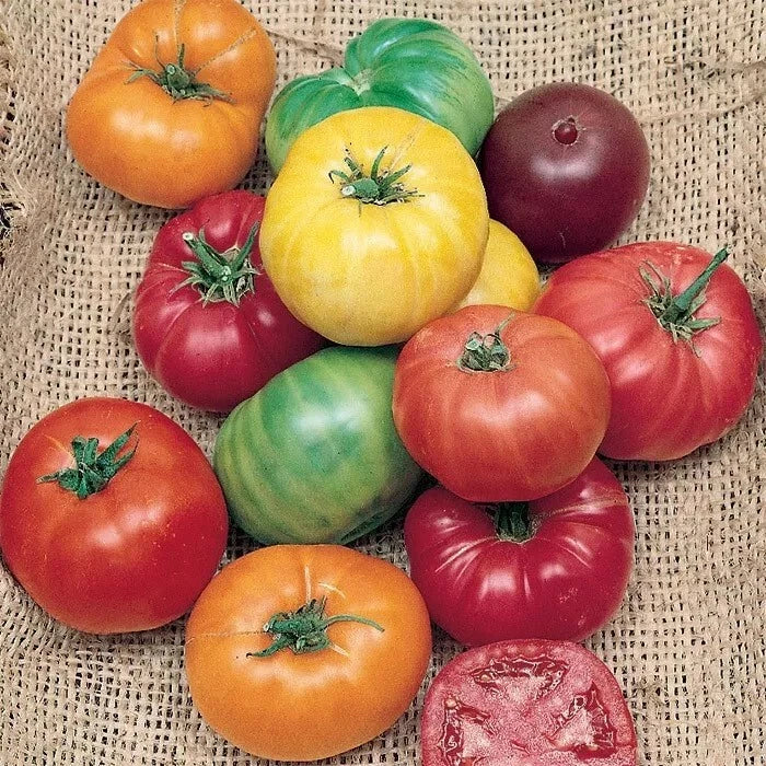 Rainbow Beefsteak Tomato Seeds - Organic Heirloom Non-GMO - 120+ Seeds for Home Gardening - Solanum lycopersicum