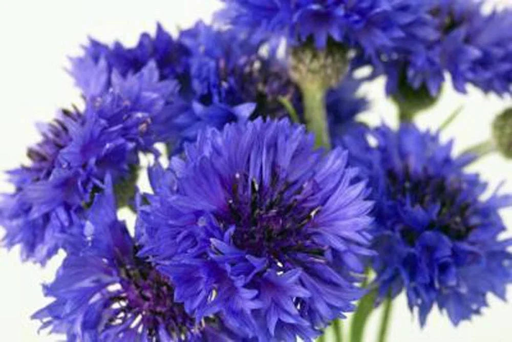 Bachelor Button Seeds Tall Blue, Centaurea cyanus, 50 Pack, Vibrant Blue Flowers for Garden & Cut Arrangements