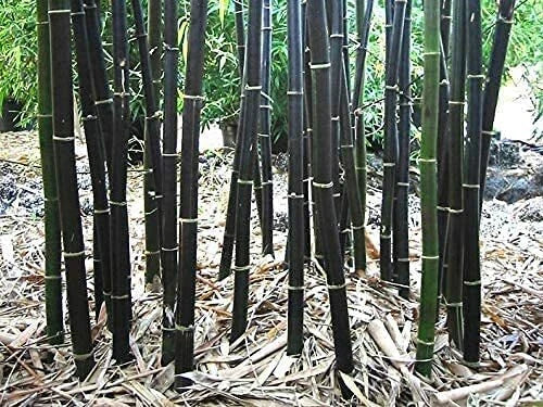 Black Bamboo Seeds - 150 Count - Phyllostachys Nigra Rare Variety