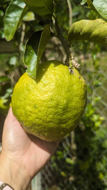 Ponderosa Lemon Cutting for Crafts - Giant Fruit Variety - Citrus limon