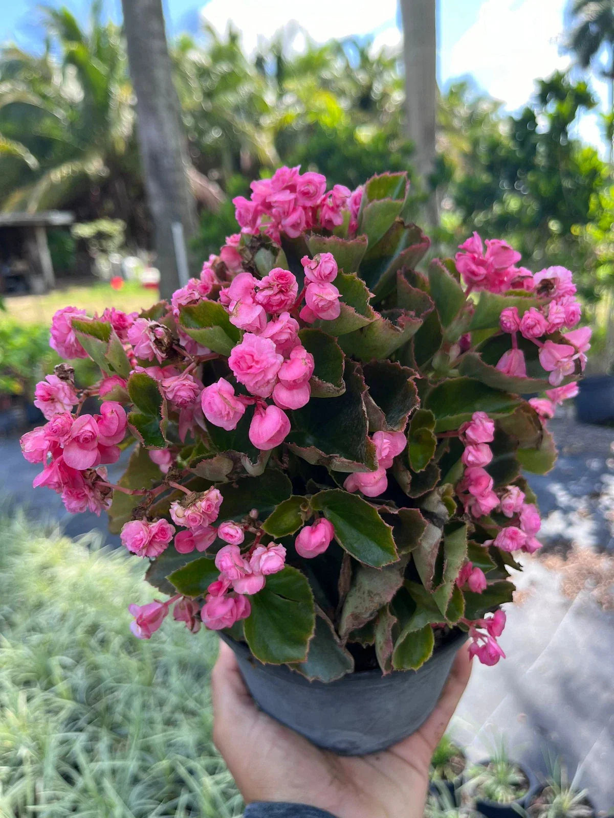 Live Pink Begonia Plant in 6-Inch Pot | Begonia x tuberhybrida with Vibrant Pink Blooms