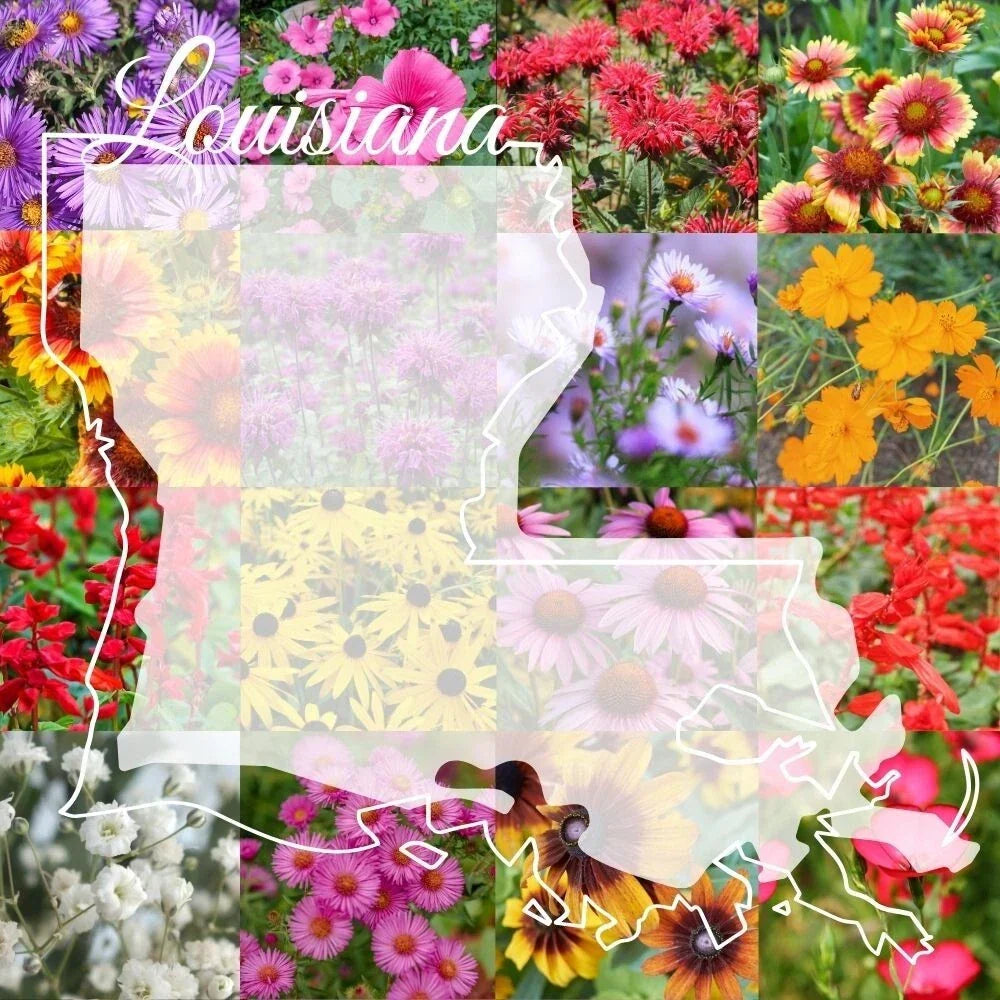 Louisiana Wildflower Seed Mix 1lb - Native Colorful Wildflower Blend for 2,000 sq ft - Pollinator-Friendly, Eco-Friendly Garden Seeds