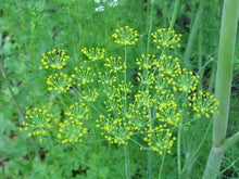 Bouquet Dill Seed - 500+ Fresh Herb Seeds - Anethum graveolens - Culinary Garden Essential