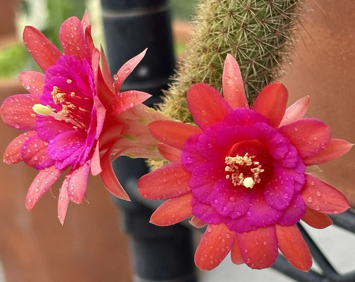 Hildewintera Aurespina Hybrid Cactus – Amethyst Color – Rooted Live Plant – Easy Care Succulent for Indoor & Outdoor Gardens