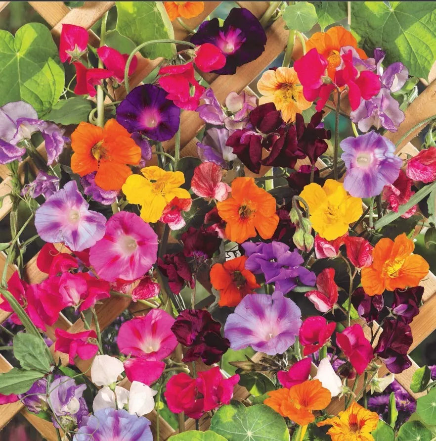 Colorful Climbing Plants Seed Mix – Morning Glory, Sweet Pea, Nasturtium Vines – Non-GMO Seeds for Trellis & Garden Display