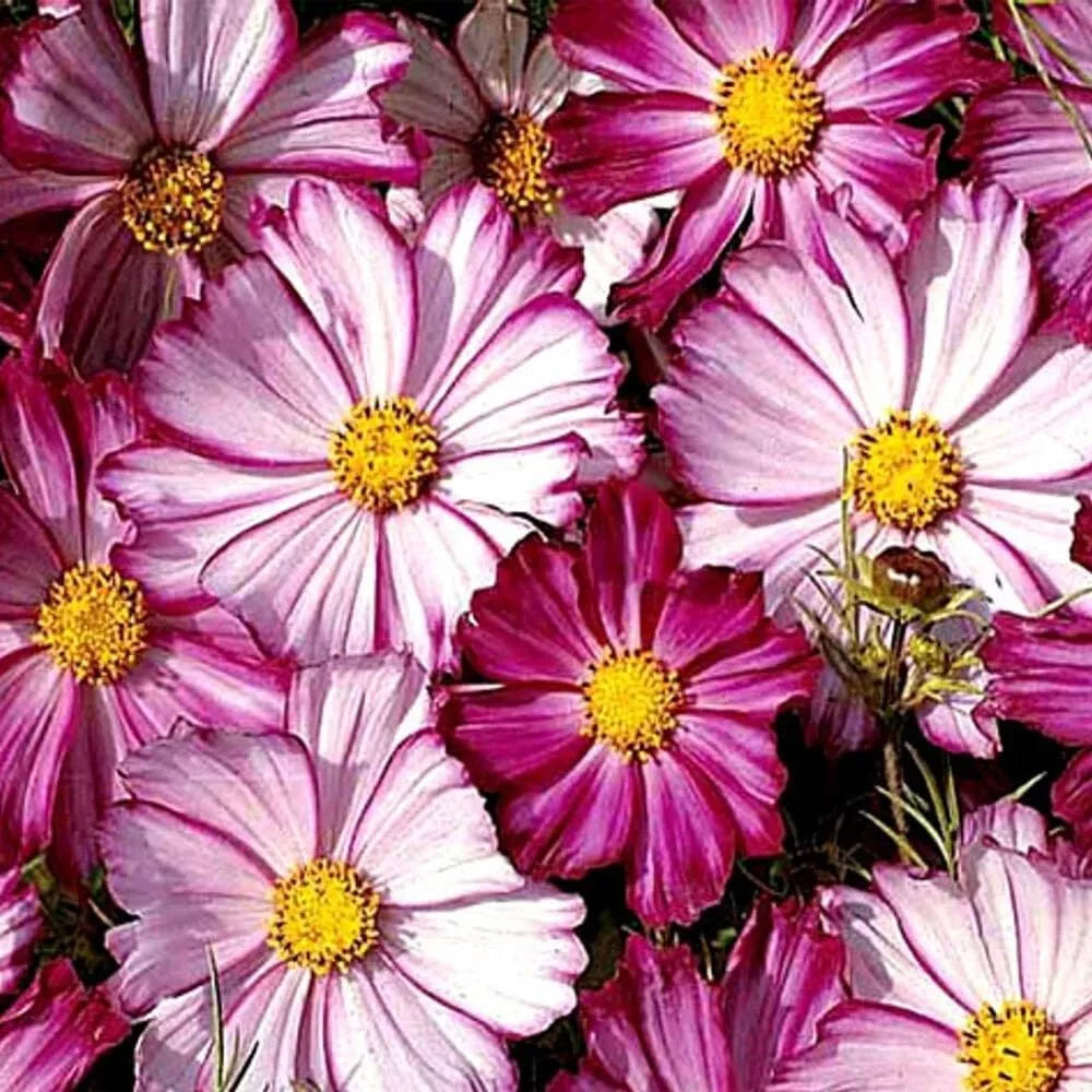 Cosmos Seeds 100 Ct Picotee Flower Seeds for Butterflies, Cosmos bipinnatus, Garden, Pollinator, Annual, Non-GMO