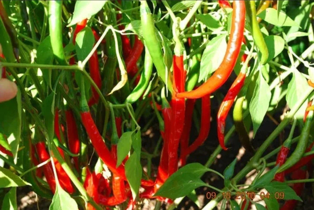 Live Cayenne Pepper Plant in 2-Inch Pot, Organic Capsicum annuum for Indoor & Outdoor Gardening