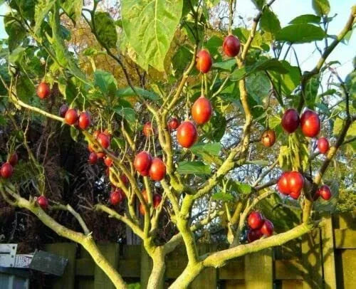 Tomato Tree Bonsai Seeds - 10 Pack Tamarillo (Cyphomandra betacea) for Gardening