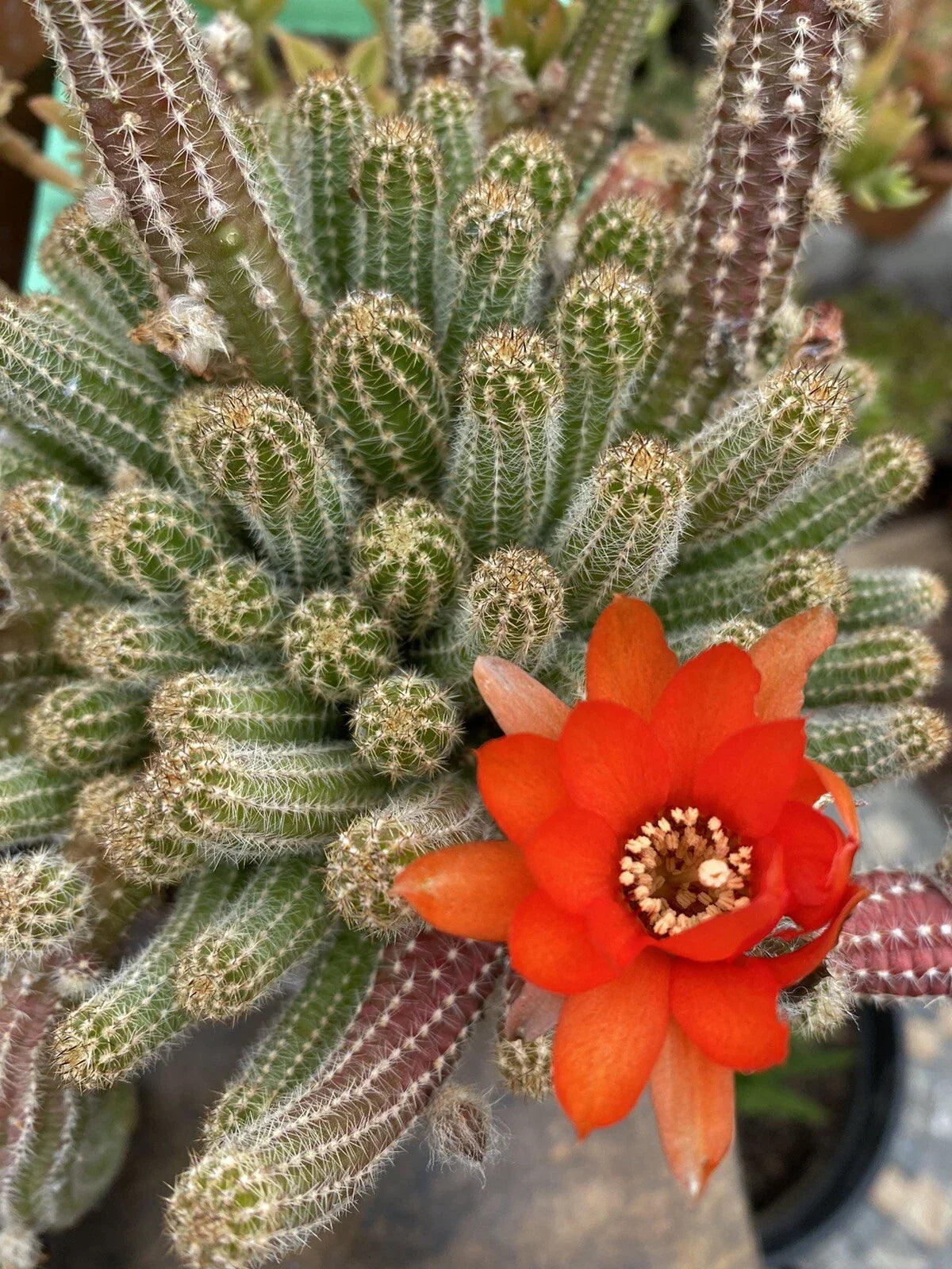 Echinopsis Chamaecereus Peanut Cactus Cuttings - Succulent Plant for Indoor Gardening - Drought-Tolerant, Easy to Grow, 5 Pack