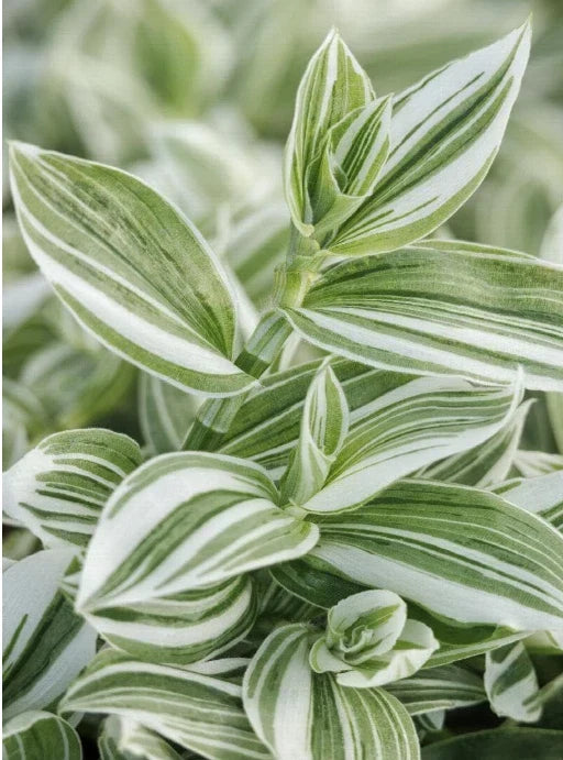 Tradescantia fluminensis Cuttings or 4" Pot - Green and White Wandering Jew Houseplant