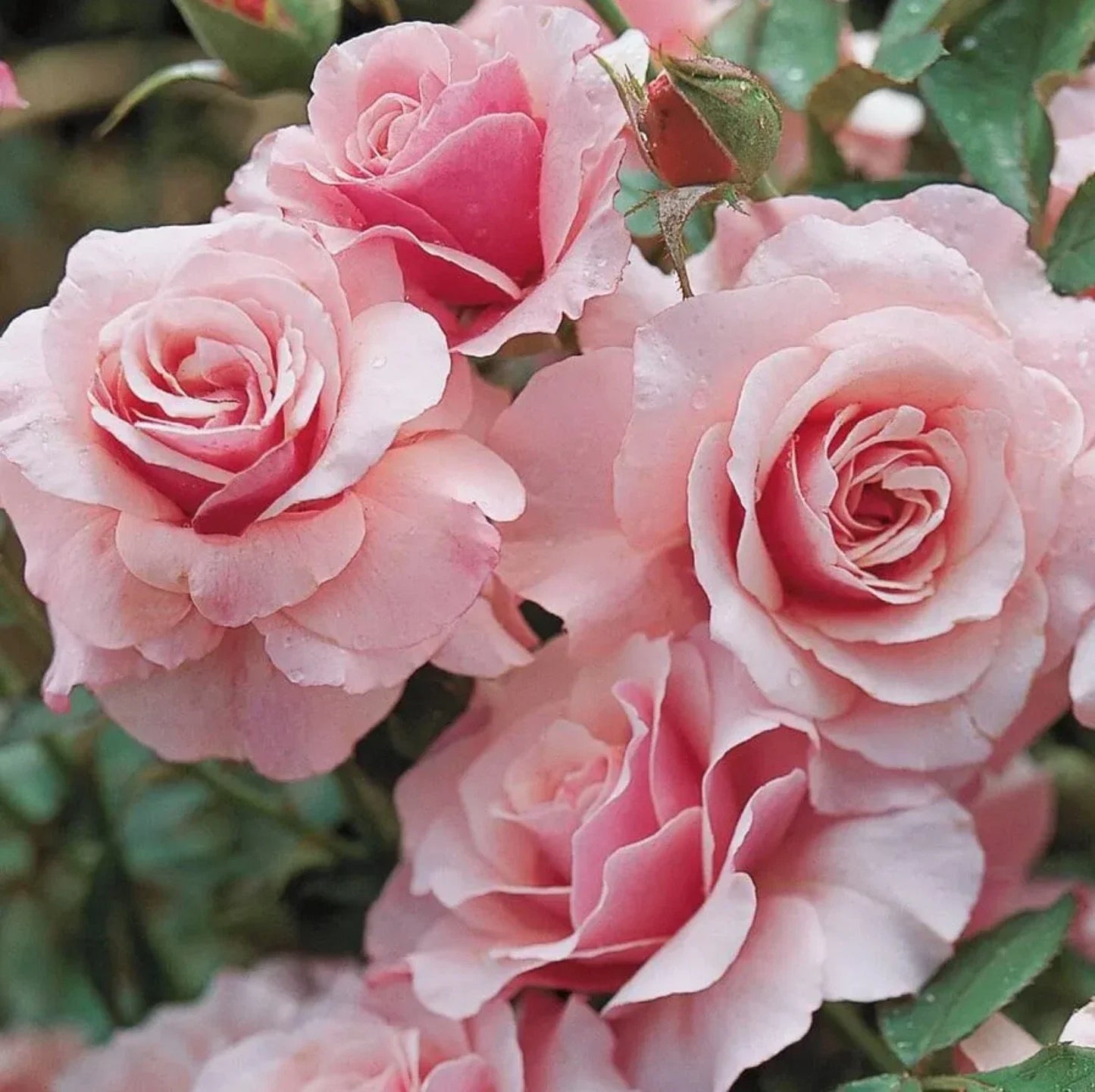Floribunda Rose Cuttings 5-8" Unrooted Our Lady of Guadalupe Rosa 'Guadalupana'
