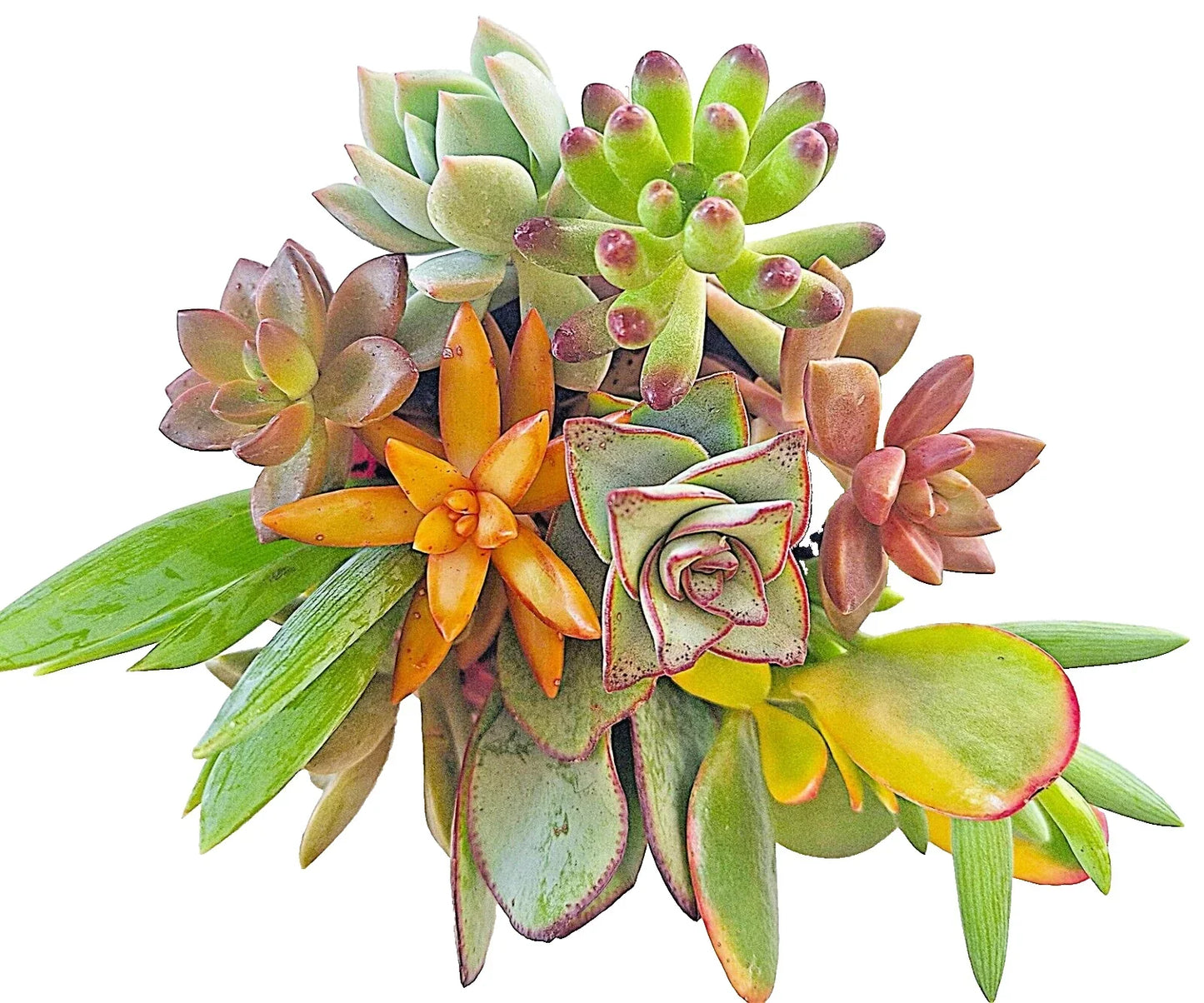 Succulent Cuttings 4-6" Mixed Varieties, 10 Healthy Easy Root Succulents for DIY Planting
