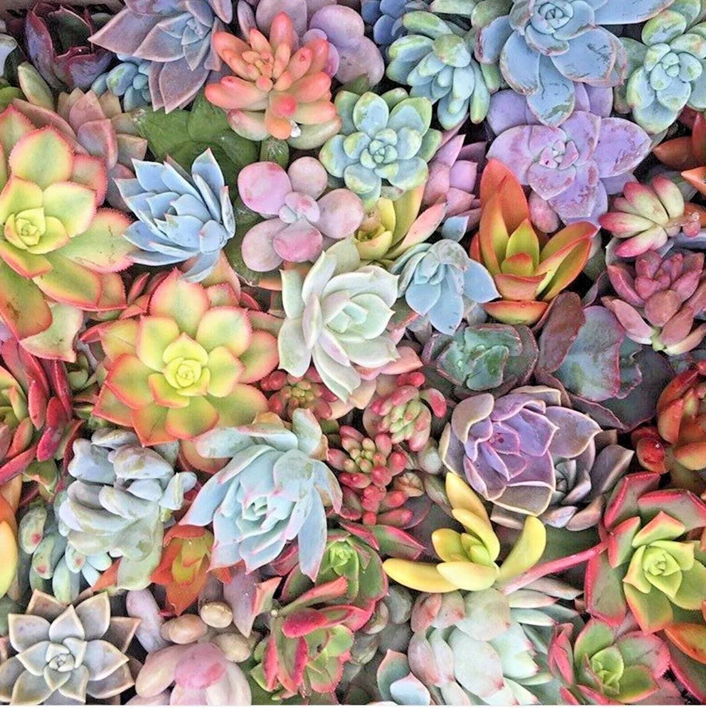 Mixed Succulent Cuttings 1-2" Assorted Varieties for Propagation, Terrariums & Home Decor - Live Succulent Plants