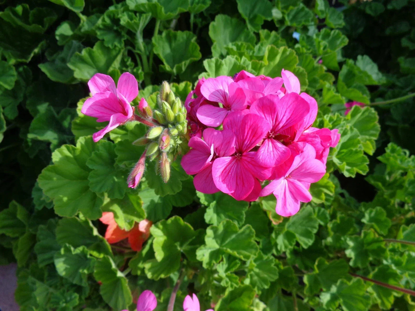Hardy Pink Geranium Cuttings - Pelargonium graveolens - 30 Fresh Cuttings for Garden & Container Planting