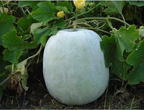 Ash Gourd Seeds 10+ Pack | White Wax Winter Melon Benincasa hispida Heirloom
