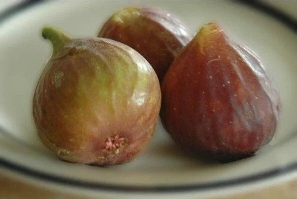 Ficus Carica 'Celeste' Fig Live Plant Cuttings – Set of Three, Fruit-Bearing, Organic, Healthy, Deciduous Shrubs