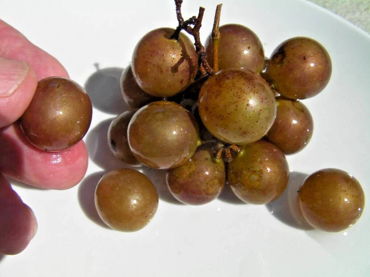 Organic Bronze Carlos Muscadine Grapevine Cuttings - 8 Healthy Vines for Home Garden, Vitis rotundifolia